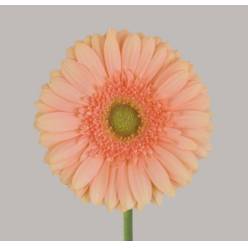 Gerbera Hol. Pre-Extase "T25" (7 Dias - 2�)