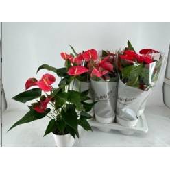 P. Anthurium An Maine 17/65cm x6  8F