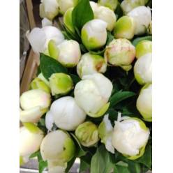 Peonia Hol. Overig Blanca 50 cm