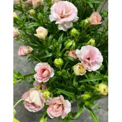 Ranunculos Italia Butterfly Elena 50cm