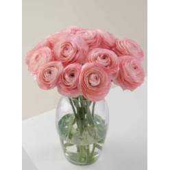 Ranunculos Ecu. Nuance 35cm