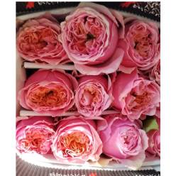 Rosa Ecu. Sweet Eye 50cm