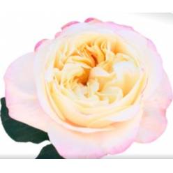 Rosa Ecu. Fatima Gardens 60cm