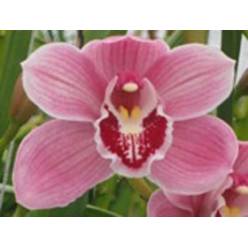 Cymbidium Jet Set 50cm