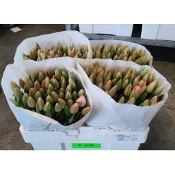 Tulipan Hol. Barcel Pink 40cm