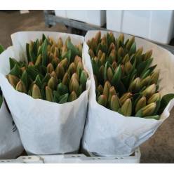 Tulipan Hol. Lydia 40cm Rs.