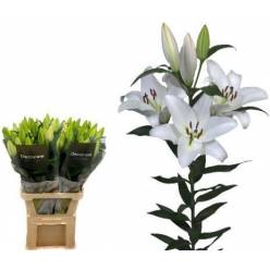 Oriental Hol. Bl. Galibier 90cm 3 fl.