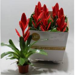 P. Guzmania Vries Twinkle 10.5/35cm x9