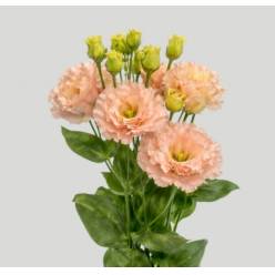 Lisiantus Hol. Alissa Peach 65cm 55gr  " Waalzicht"