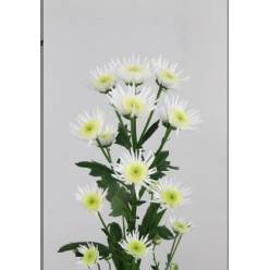 Santini Nac. Maradona 70cm