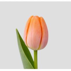 Tulipan Frances Avignon 55cm