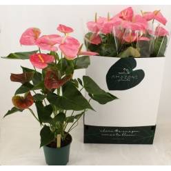 P. Anthurium An Colorado 21/100cm x4 7F -Amazone Plants-