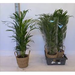 P. Dypsis Lutescens 17/100cm x4 -Maceta-