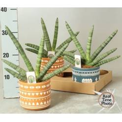 P. Sanseviera Cyl Handshake 14/45cm x4 -M. ceramica-