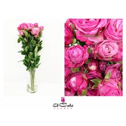 Ramificada Lady Bombastic 50cm