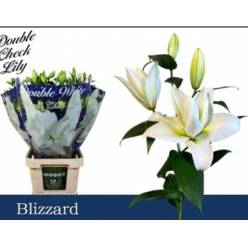 Oriental Hol. Bl. Doble Blizzard 90cm 3/4 fl.