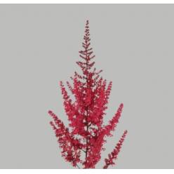 Astilbe Paul Gaarde 65cm Rj (7 Dias - 2�)