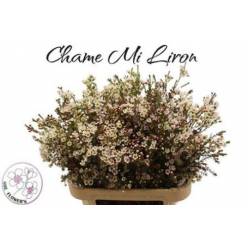 Flor Cera Hol. CMi Liron 60cm 25gr "T25"