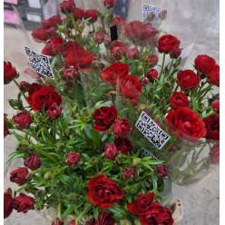 Ranunculos Italia Butterfly Emos 50cm