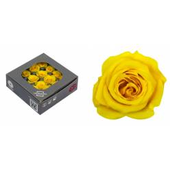 Rosa Preservada Verdissimo 16 Cabezas Amarilla �2.5/3cm