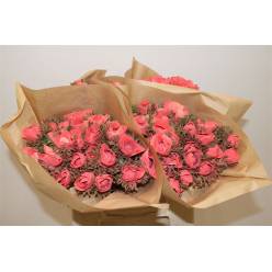 Anemona Italia Polvo Coral 45cm "AAA"