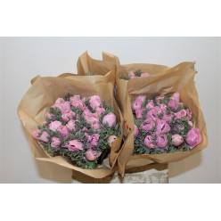 Anemona Italia Polvo Pink 45cm "AAA"