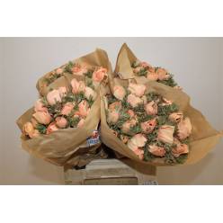 Anemona Italia Polvo Salmon 45cm "AAA"