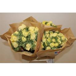 Anemona Italia Polvo Yellow 45cm "AAA"