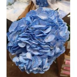 Hortensia Jumbo Tint Blue 60cm �19/20