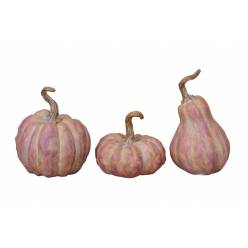 Calabaza Rony Purpura "T3"