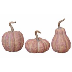 Calabaza Rony Purpura "T3"