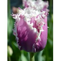 Tulipan Hol. Fr. Crunch Cummins 45cm