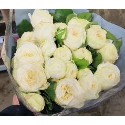 Ramificada Sno. Trendsetter 50cm