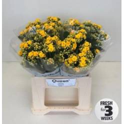 Kalanchoe Hol. Blazi Yellow Meadow 40cm