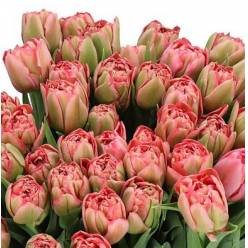 Tulipan Hol. Doble Quin Trustfull 35cm Rs.