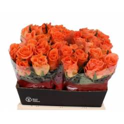 Rosa Hol. On Fire 60cm Nj.