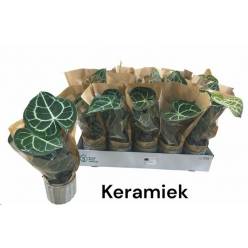 P. Anthurium Clarinervium 9/35cm x15 -M.Ceramica-