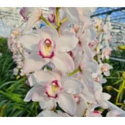 Cymbidium Daisy 60cm Bl. " HVS Orchids "