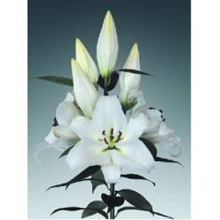 Oriental Hol. Bl. White Passion 80cm 2/3 fl.