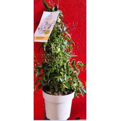 P. Jazmin Nac. Polyanthum Piramide 14/50cm x6
