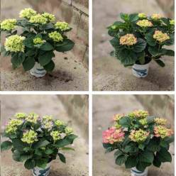 P. Hortensia Nac. Mixta.17/55cm x6