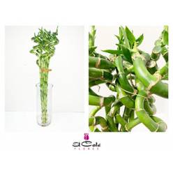 Bamboo Curva 60cm (7 Dias - 2�)