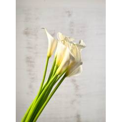 Calla Nacional Blanca 80cm (7 Dias - 2�)