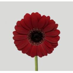 Gerbera Mini Hol. Dark Night "T30" (7 Dias - 2�)