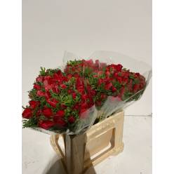 Anemona Italia Galilea Roja 45cm (7 Dias - 2�)