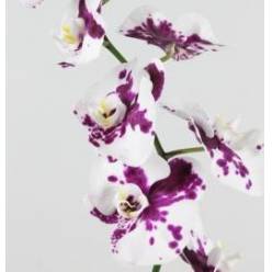 Phalaenopsis Kimberley x25 Bic. (7 Dias - 2�)