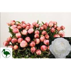 Peonia Hol. Gardenia 50cm (7 Dias - 2�)