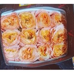 Rosa Ecu. Mellon Xpression 50cm (7 Dias - 2�)