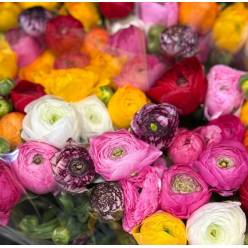 Ranunculos Italia Elegance "SUPER" Mixto "T30" (7 Dias - 2�)