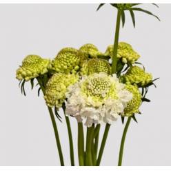 Scabiosa Nac. Blanca 65cm (7 Dias - 2�)